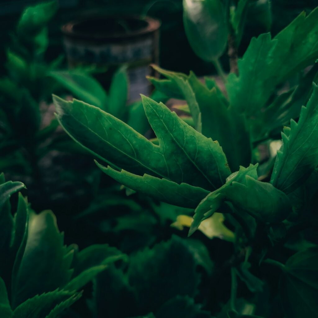 Sample Herbal Capsules